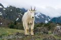 _IGP6559 curious mountain goat